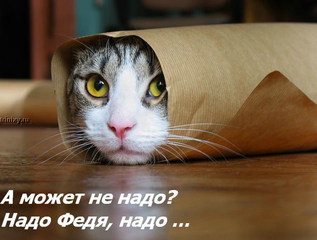 kotofej_26.jpg