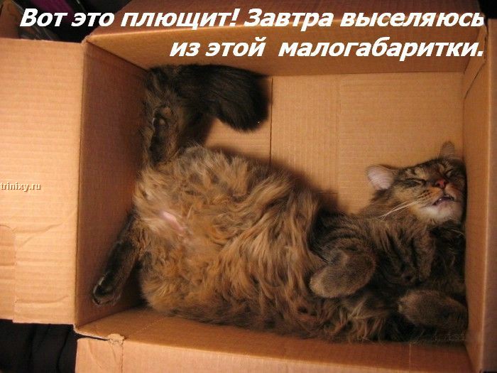 kotofej_27.jpg