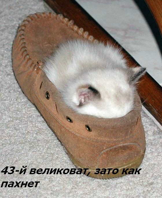 kotofej_28.jpg