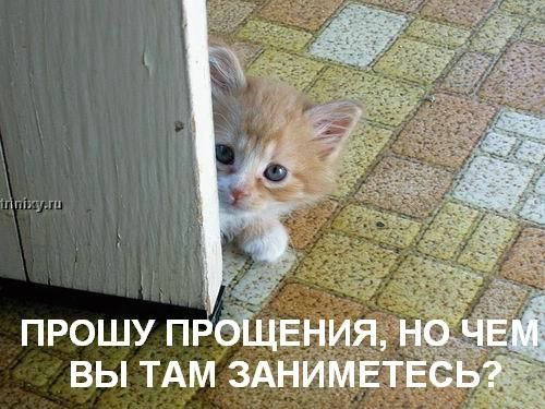 kotofej_29.jpg