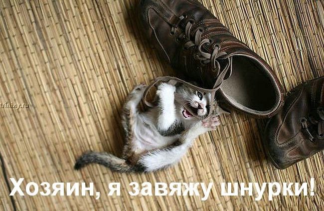 kotofej_30.jpg