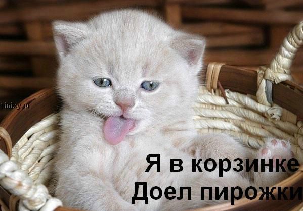 kotofej_31.jpg