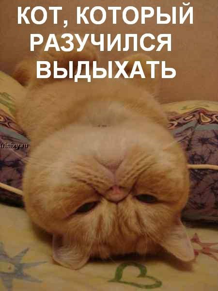 kotofej_32.jpg