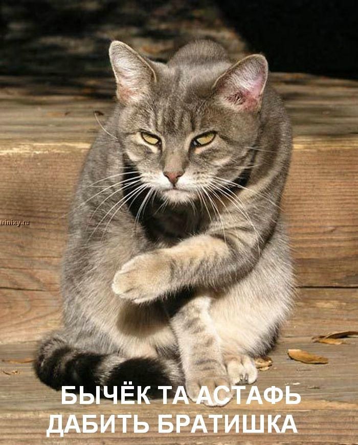 kotofej_33.jpg