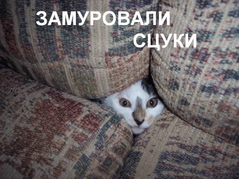 kotofej_37.jpg