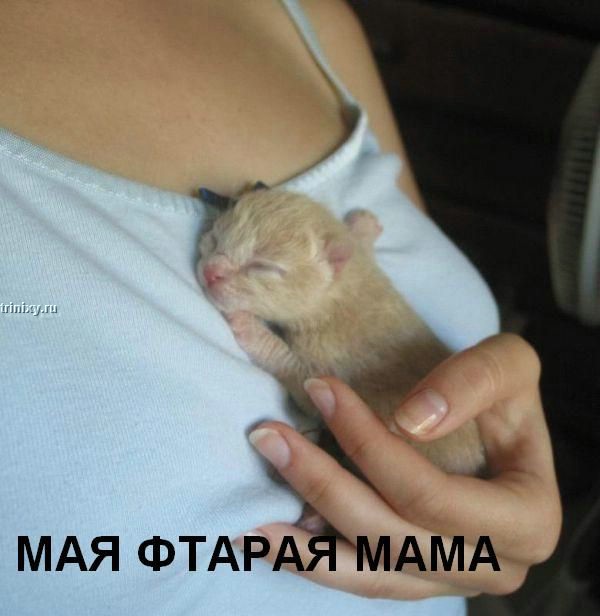 kotofej_39.jpg
