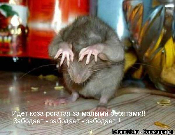 хомяк.jpg