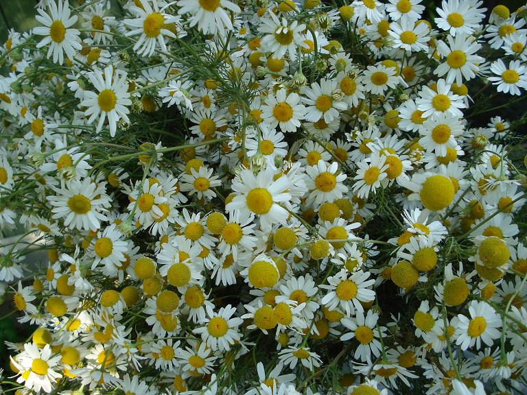 DSC01637.JPG