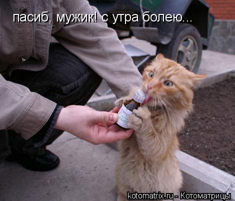 kotomatrix_01.jpg