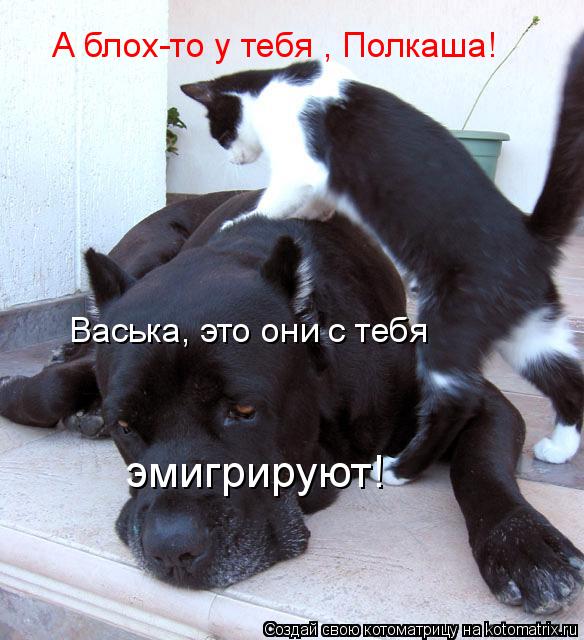 gh.jpg