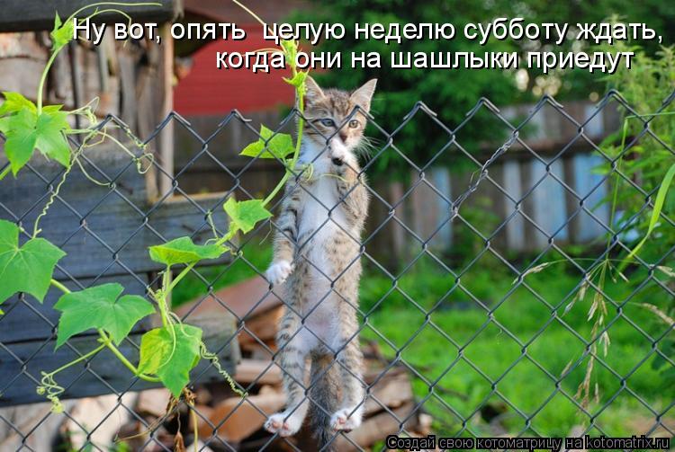 yV.jpg