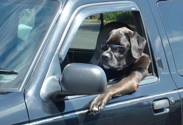 dog.jpg