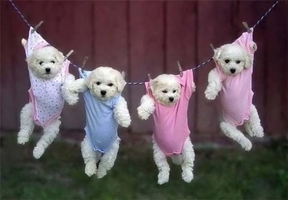 dogs.jpg