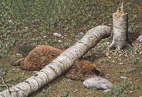 shit_happens_18.jpg