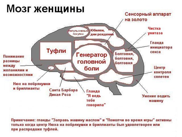 Мозг женщины.jpg