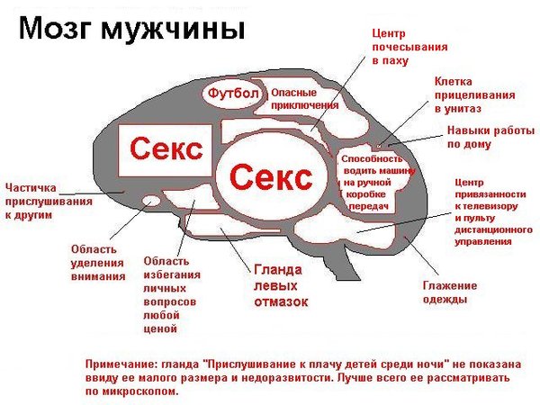 Мозг мужчины.jpg