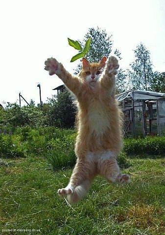 getImage (1).jpg