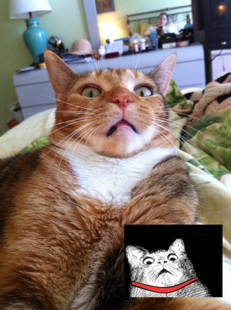 picdump_catsmob_dot_com_01458_011.jpg