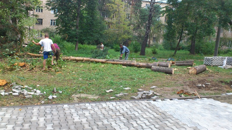 спил сосен.jpg
