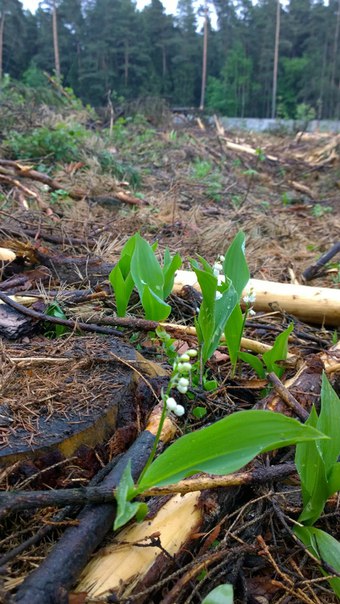 Монинский лес хочет жить !.jpg