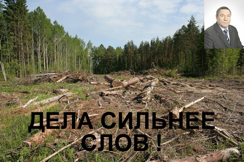 вырубка леса.jpg